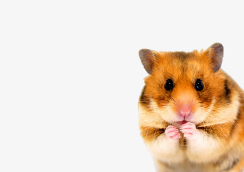 Vício Animal Pet Shop