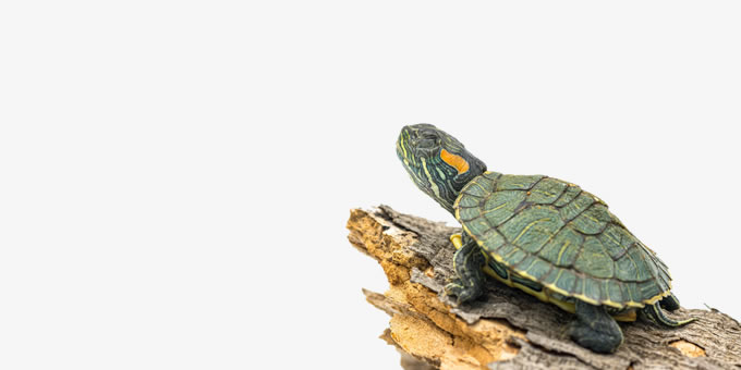 Vício Animal Pet Shop